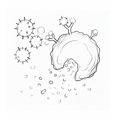Allergies and Immune Reactions — educational illustration