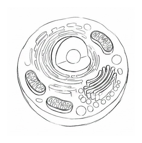 Cells, Organelles, and DNA — educational illustration