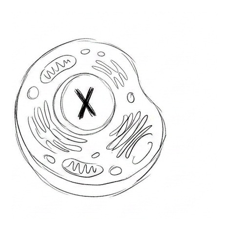 Cell Foundations: Organelles and Genetic Instructions — educational illustration