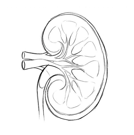Chronic Kidney Disease — educational illustration
