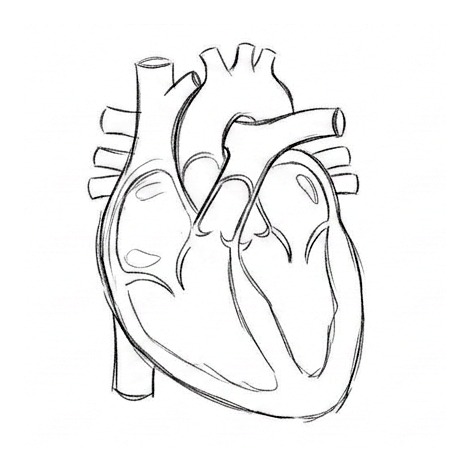 The Heart: Chambers, Valves, and Blood Flow — educational illustration