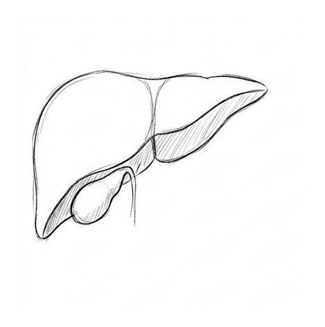 The Liver: Functions and Disease — educational illustration