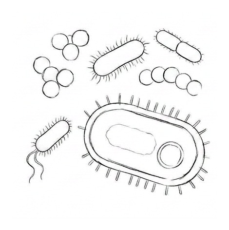 Bacteria, Infection, and Antibiotic Resistance — educational illustration