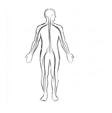 Nervous System Organization and Evaluation — educational illustration