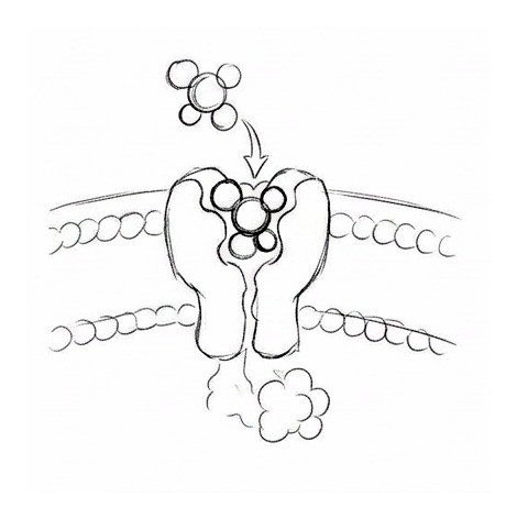 How Medicines Work and Are Used Safely — educational illustration