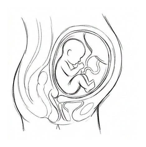 Pregnancy and Prenatal Care — educational illustration